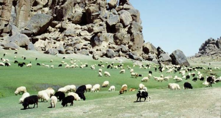 Siroua Massif Trek – Land of Saffron and Berber Traditions