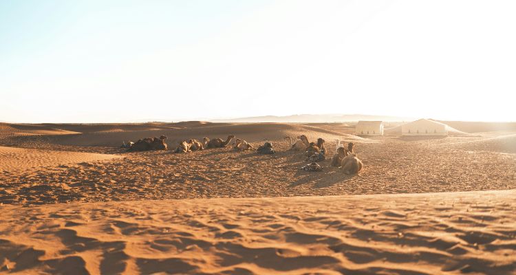 Saharan Immersion: 8 Days between Zagora, Sidi Naji Dunes and Erg Zaher